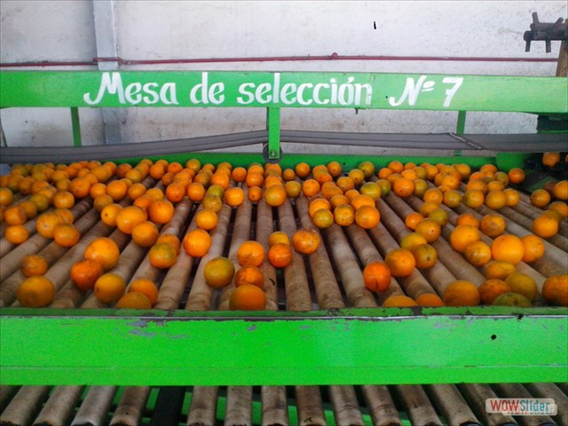 Mesa de Selección